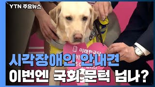 시각장애인 안내견 이번엔 국회 문턱 넘을까? / YTN