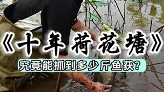 包下十年荷花塘，究竟能出多少鱼？户外 三农 抓鱼