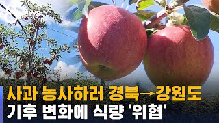 휴전선까지 올라간 '사과의 땅'…기후 변화에 식량 '위협' / SBS