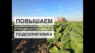 Повышаем стрессоустойчивость подсолнечника |  Первая подкормка по листу