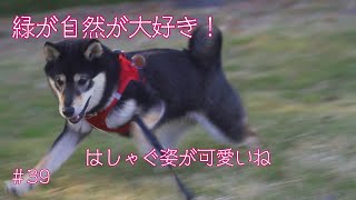 公園の竹林コースの散策　大喜びではしゃぐ姿が可愛いね＃豆柴＃柴犬＃子犬