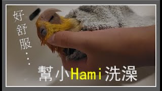 幫金頭凱克(Hami)洗澡，感覺很舒服。