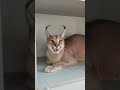 Каракал Макклейн и настройка рычания🐯the big caracal growls proudly. caracal каракал cat