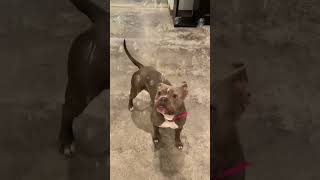 Pitbull for adoption - Missouri Pitbull Rescue - Meet Prunella adult female