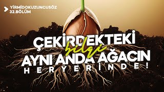 ÇEKİRDEKTEKİ BİLGİ AYNI ANDA AĞACIN HERYERİNDE! | YİRMİDOKUZUNCUSÖZ - 32.BÖLÜM