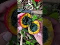 these unique wild fruits will blow your mind shorts plants farming