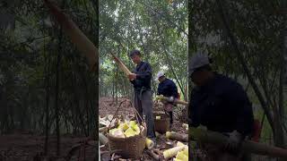 The best skills harvesting bamboo shoots in the farm landscape