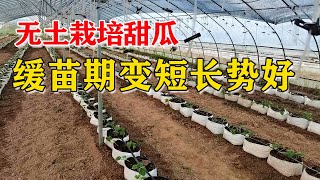 无土栽培好不好？秋茬甜瓜定植仅3天，新叶生长强劲【付老师种植技术团队官方频道】