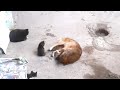 mother cat with kittens came to old friend Кошка привела котят к своему другу