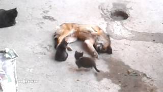 Mother cat with kittens came to old friend / Кошка привела котят к своему другу