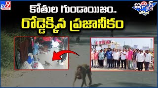 iSmart News : కోతుల గుండాయిజం ..రోడ్డెక్కిన ప్రజానీకం | Monkey's Issue - TV9