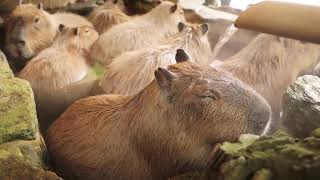 capybaras enjoying a shower for 10 hours