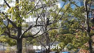 二子玉川公園　野鳥観察日記　雉鳩　キジバト　鵯　ヒヨドリ　2023年2月16日