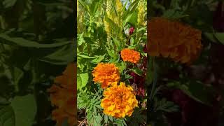 Fall Blooms \u0026 Pollinator Magic at the Dublin Visitors Center 🌼🍂