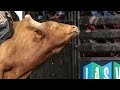 WRECK: Stinger takes care of Stetson Lawrence (PBR)