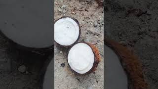 நம்ம வீட்டு தோட்டத்தில் முளைத்த தேங்காய் பூ/coconut flower#utubeshorts#trending