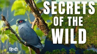 Secrets of the Wild: Exploring Mangroves, Islands, and Beach | wild life full documentary hindi