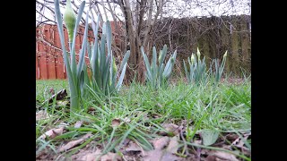 Daffodils Emerging and Flowering View 1