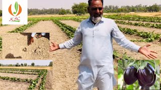 Brinjal Way Of sowing (بینگن کاشت کرنے کا طریقہ)