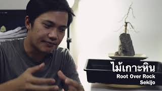 เตรียมตอ ต้นเพรมน่า(ไต้หวัน)เกาะหิน (How to prepare bonsai trunk for root over rock style.) VLOG-99