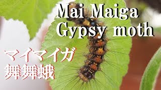 【毛虫】マイマイガに　ハエハエ カカカをプッシュExterminating caterpillars