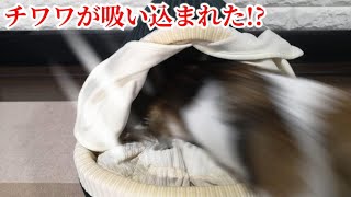 【カインズの犬用こたつを買ってあげたら、チワワが吸い込まれました(笑)】