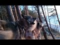 alaskan malamute u0026 harzer fuchs wolfdog howling at baltic coast sunset