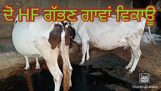 ਦੋ HF ਗੱਭਣ ਗਾਵਾਂ ਵਿਕਾਊ ਪਿੰਡ ਰਸੂਲਪੁਰ।