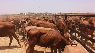 Life In The Australian Outback | Working on a Cattle Station As A Backpacker