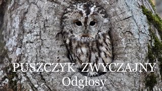 Puszczyk głos, odgłosy