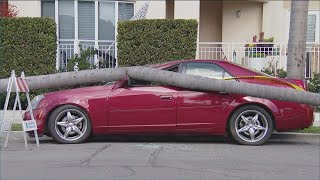 Wild, windy weather on Wednesday in San Diego sends trees into houses, cars