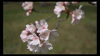 砥部ゆとり公園の桜