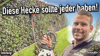 Diese Hecke sollte jeder haben! Alles zur Blutbuche/Unterschied zu anderen Buchen und Heckenschnitt!