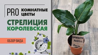 Стрелиция Королевская  | Растение Райская птица | Секреты ухода за стрелицией