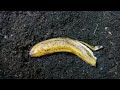 2000 composting worms vs Banana Time lapse 5 days in 1 minute