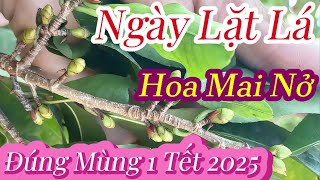 Lặt lá cho cây mai ngày nào để nở hoa đúng tết 2025