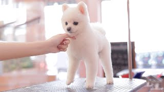 Look at my beautiful pure white hair!! (Pomeranian Grooming)