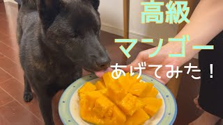 【甲斐犬】甲斐犬やぶにちょっぴり高級なマンゴーあげてみました！