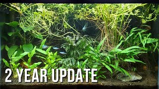 2-Year Update — 20-Gallon Beginner Planted Tank