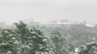 「雪の新宿御苑」It's snowing in Tokyo! 2024年3月8日、今年２度目の新宿に雪が降り積もりました‼ #GrandWrap