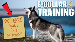 E-Collar Training Siberian Husky - (Introducing The E-Collar)