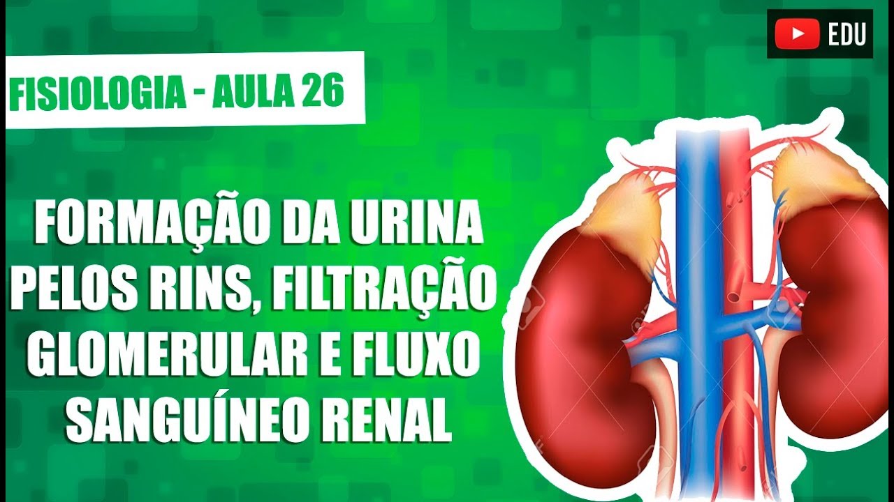 Formação Da Urina Pelos Rins, Filtração Glomerular E Fluxo Sanguíneo ...