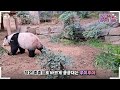 sub the first outdoor picnic of twin pandas🐼│panda world