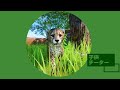 【プラネットズー実況】クジャク広場のゆっくり建築とチーターの赤ちゃん㉘【planet zoo】