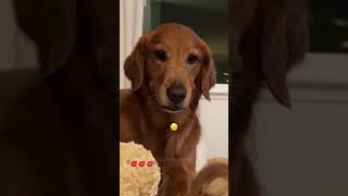 My Dog’s Reaction when I’m petting a fake dog 🐕 #dogshorts #dogreactions #funnydog #goldenretriever