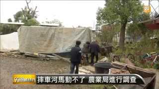 【2014.12.27】河馬摔車 農業局赴天馬牧場調查 -udn tv