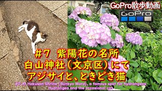 #7 紫陽花の白山神社（東京都文京区）紫陽花と猫 GoPro散歩動画Hydrangea Famous Tokyo Hakusan Shrine  Hydrangea and cat by GoPro