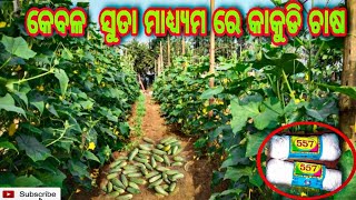 କାକୁଡି ଚାଷ #ମଞ୍ଜି ରୁ କାକୁଡି ଫଳ ହେବା ପର୍ଯ୍ୟନ୍ତ