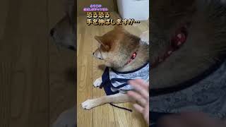 【柴犬】おーこわこわ…怒る柴犬　#shorts