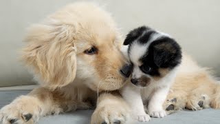 Golden Retriever Puppy Treats Orphaned Puppy as His Own Brother